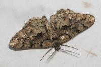 Peribatodes ilicaria