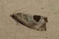 Notocelia uddmanniana