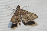 Gymnoscelis rufifasciata