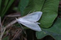 Palpita vitrealis