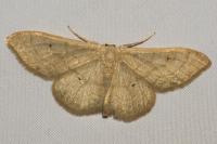 Idaea straminata