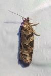 Cnephasia