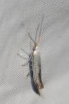 Coleophora ibipennella