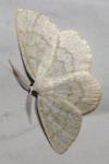 Cabera exanthemata