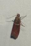 Cryptoblabes bistriga