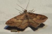 Nycterosea obstipata