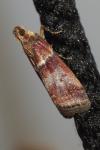 Acrobasis advenella