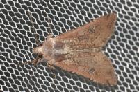 Peridroma saucia