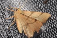 Ennomos erosaria