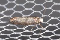 Swammerdamia pyrella