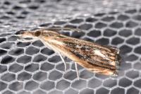 Catoptria verellus