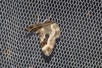 Epirrhoe alternata
