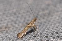 Caloptilia cuculipennella