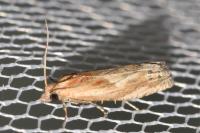 Eucosma cana