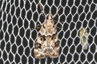 Eudonia delunella