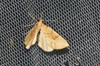Gandaritis pyraliata