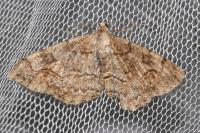 Alcis repandata