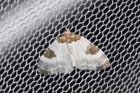 Plemyria rubiginata