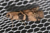 Euzophera pinguis
