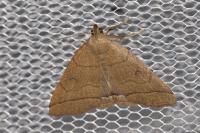 Herminia tarsipennalis