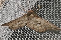 Hypomecis roboraria