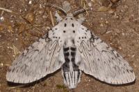 Cerura erminea