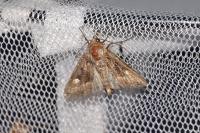 Euplexia lucipara