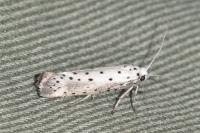 Yponomeuta padella