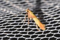 Caloptilia robustella
