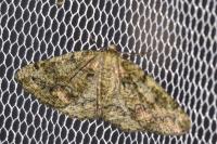 Cleorodes lichenaria