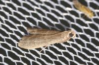 Eccopisa effractella