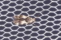 Teleiodes luculella