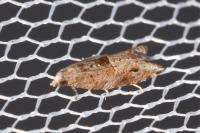 Rhopobota naevana