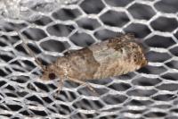 Spilonota ocellana