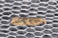 Bactra furfurana