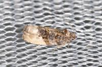 Hedya nubiferana