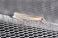 Crambus pascuella