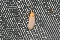 Katha depressa