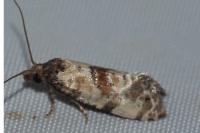 Cochylis molliculana