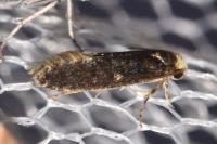 Monopis laevigella