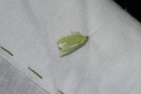 Tortrix viridana