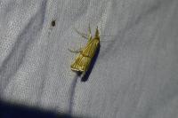 Chrysocrambus linetella
