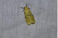 Lithosia quadra