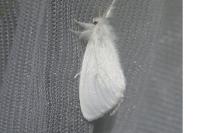 Sphrageidus similis