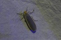 Eilema sensu lato