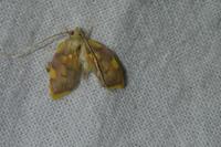 Carcina quercana
