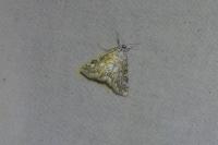 Elophila nymphaeata