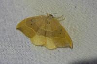 Watsonalla binaria