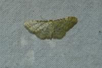 Idaea fuscovenosa