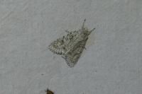 Acronicta aceris